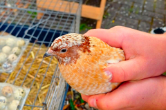 sommerfest_2024_006