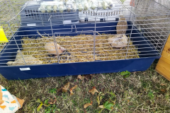 sommerfest_2024_038